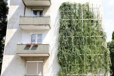 Abbildung einer Hausfassade, die auf der fensterfreien Seite begrünt ist