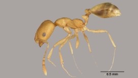 Illustrierte seitliche Darstellung einer gelb-braunen Pharaoameise