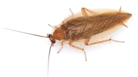 Foto einer braunen Bernstein-Waldschabe von oben