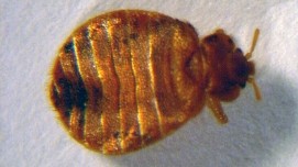 Foto einer vergrößerten braunen Bettwanze von oben