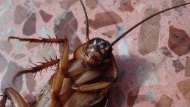 Foto des Kopfs und der beiden Vorderbeine Kakerlake, welche am Rücken liegt