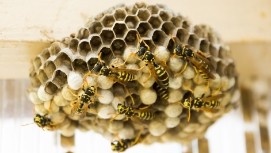 Foto eines Wespennests, auf dem mehrere Wespen krabbeln