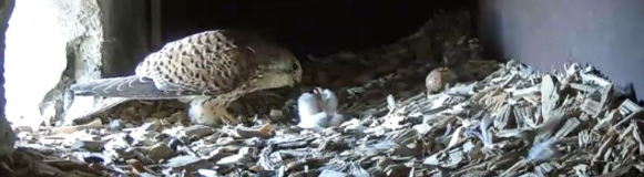 Das Weibchen füttert die Jungvögel mit der Nahrung, die ihm vom Männchen vor der Bruthöhle übergeben wurde. Rechts im Bild ist auch noch die Schale von einem Ei zu erkennen, aus dem einer der beiden Jungvögel geschlüpft ist. Das Weibchen füttert die Jungvögel mit der Nahrung, die ihm vom Männchen vor der Bruthöhle übergeben wurde. Rechts im Bild ist auch noch die Schale von einem Ei zu erkennen, aus dem einer der beiden Jungvögel geschlüpft ist.